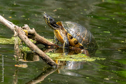 Yellow Bellied Sliders Perched on a Log in a Lake photo