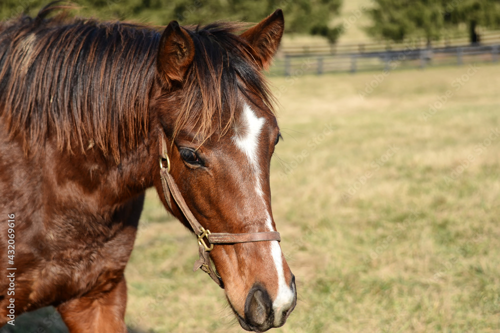Horse wearing bridle in field with paddock fencing in the background Horse wearing bridle in field with paddock fencing in the background
