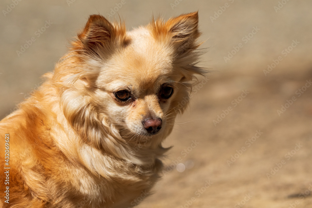 portrait of a dog portrait of a dog