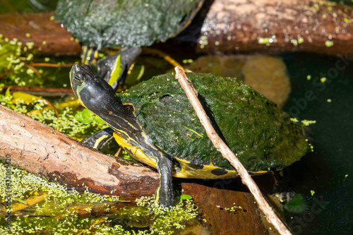 Yellow Bellied Sliders Perched on a Log in a Lake photo