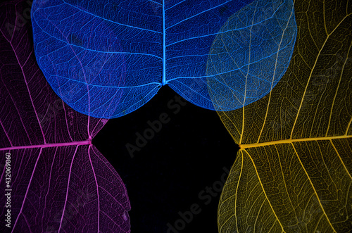 Beautiful three colors of pipal leaf veins photo
