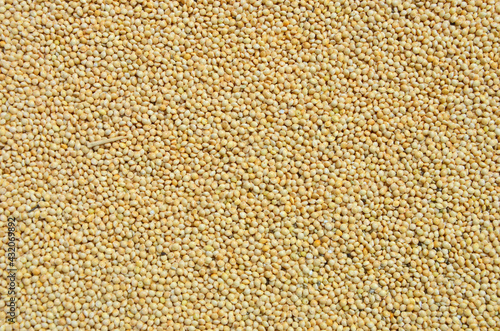 Yellow pattern of small millet seed texture