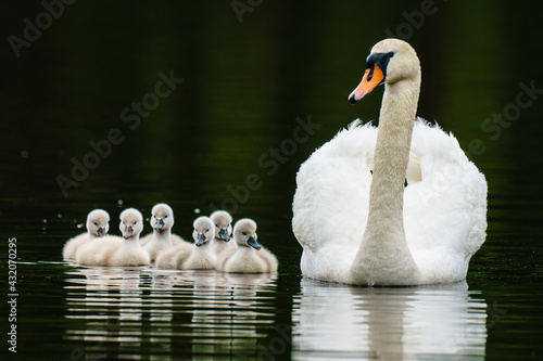 Swan Mother's Day