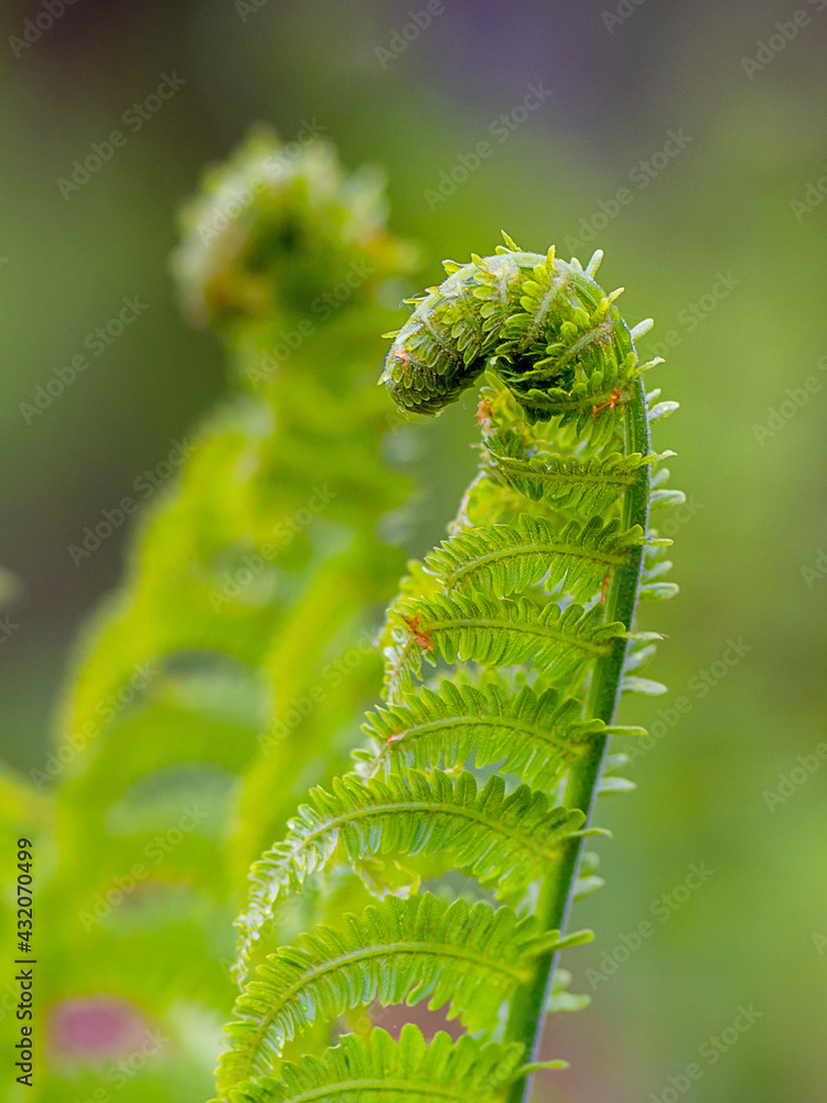 Macro photo of Fiddlehead fern	