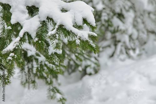 Snow covered fir tree branches.