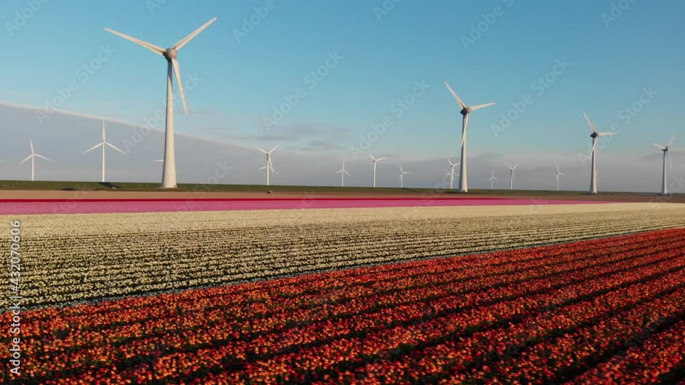 Colorful Flowerfields with Picturesque Scene Of Windmills In The Background - panning aerial shot Colorful Flowerfields with Picturesque Scene Of Windmills In The Background - panning aerial shot