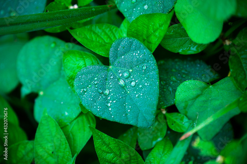 leaf with dew drops