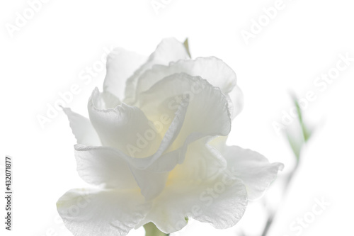 White gardenia flower isolated on white background.