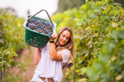 working woman in a vineyard carrying a crate of grapes on her shoulder
