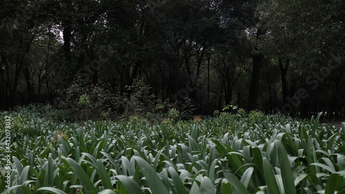 Bosque de Chapultepec photo