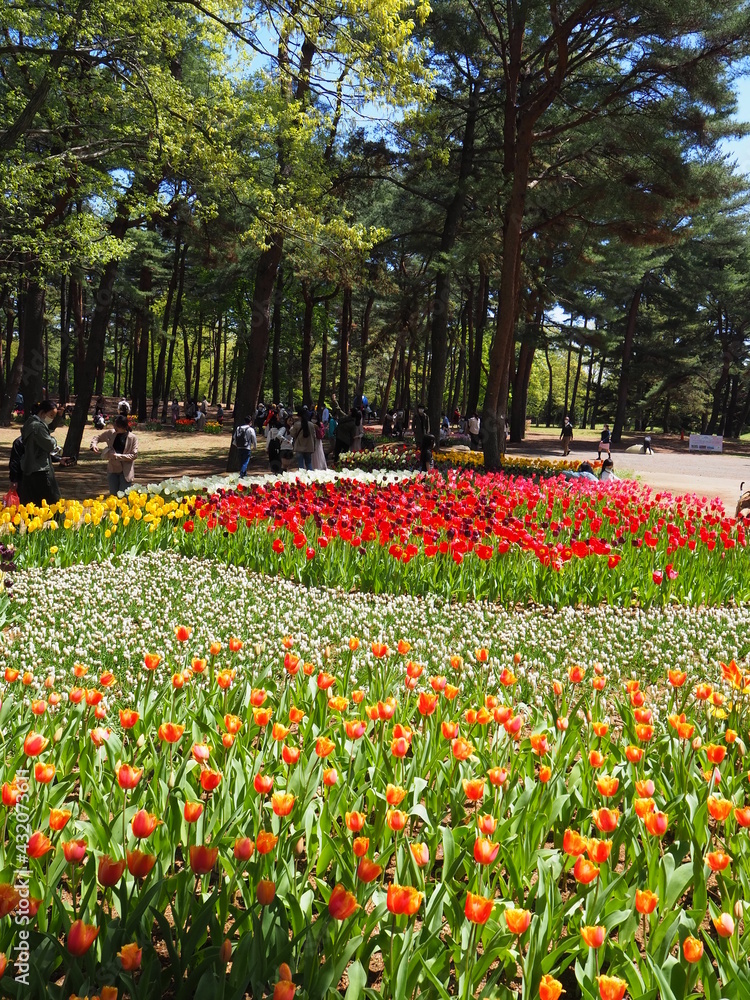 the beautiful tulip garden of hitachi seaside park in japan the beautiful tulip garden of hitachi seaside park in japan