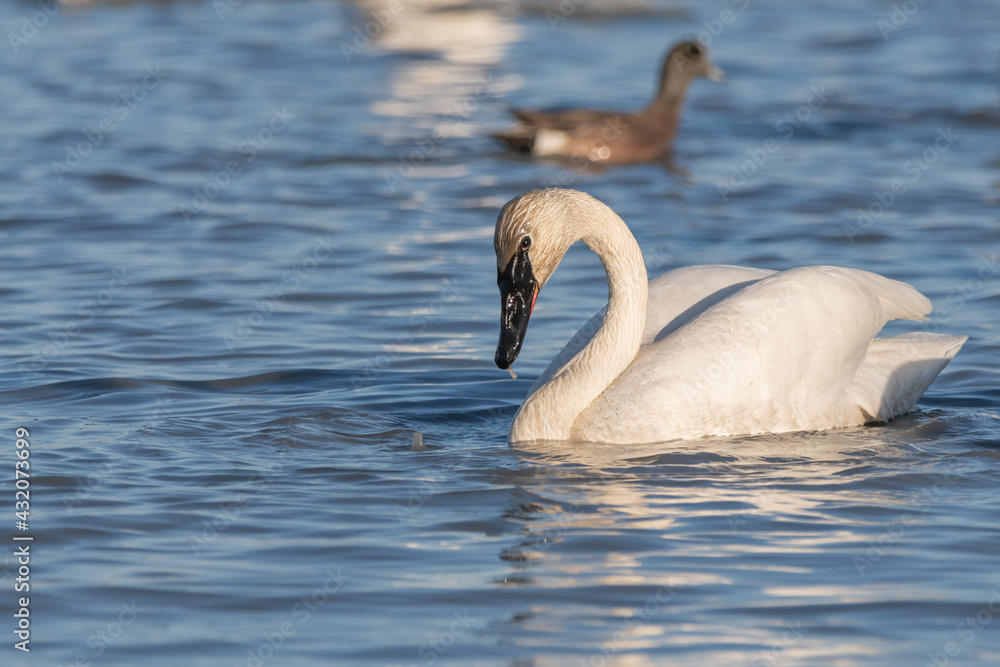Obraz premium One single, solitary elegant swan swimming in open blue pristine water in northern Canada, during migration north for the summer. Black beak, long neck in wild, natural environment. 