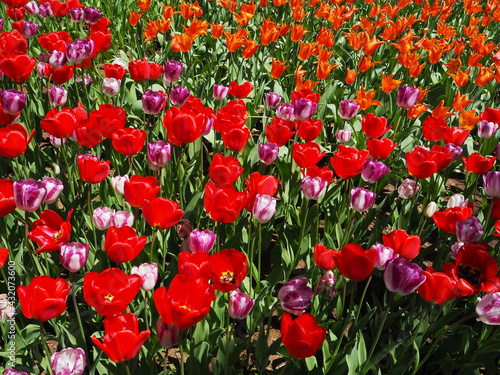Fototapeta Naklejka Na Ścianę i Meble -  the beautiful tulip garden of hitachi seaside park in japan