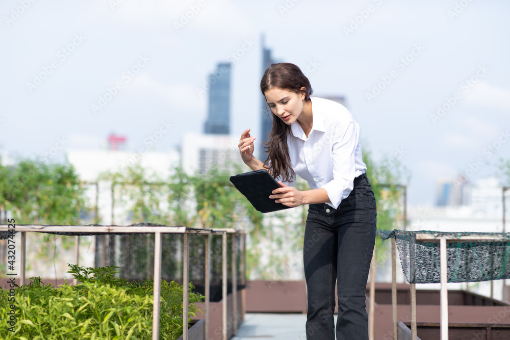 Portrait of female gardener working in Rooftop vegetable garden at the modern building. Agriculture in urban on the rooftop of the building Portrait of female gardener working in Rooftop vegetable garden at the modern building. Agriculture in urban on the rooftop of the building