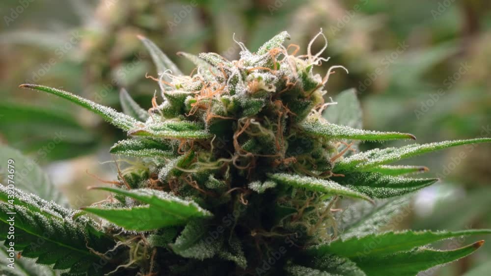Marijuana, Cannabis Gelato hybrid plant strain, high THC content, detail shot Marijuana, Cannabis Gelato hybrid plant strain, high THC content, detail shot
