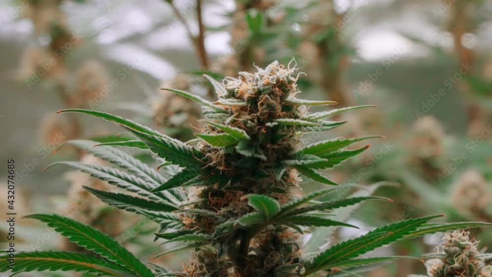 Marijuana, Cannabis Gelato hybrid plant strain, high THC content, macro shot Marijuana, Cannabis Gelato hybrid plant strain, high THC content, macro shot