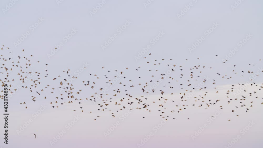Rosy Starling Murmurations In The Sky Near The Forest In India - low angle shot Rosy Starling Murmurations In The Sky Near The Forest In India - low angle shot