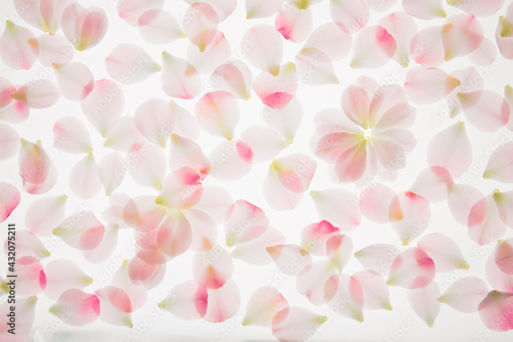 Closeup of vibrant, illuminated overlapping camellia petals on white background
