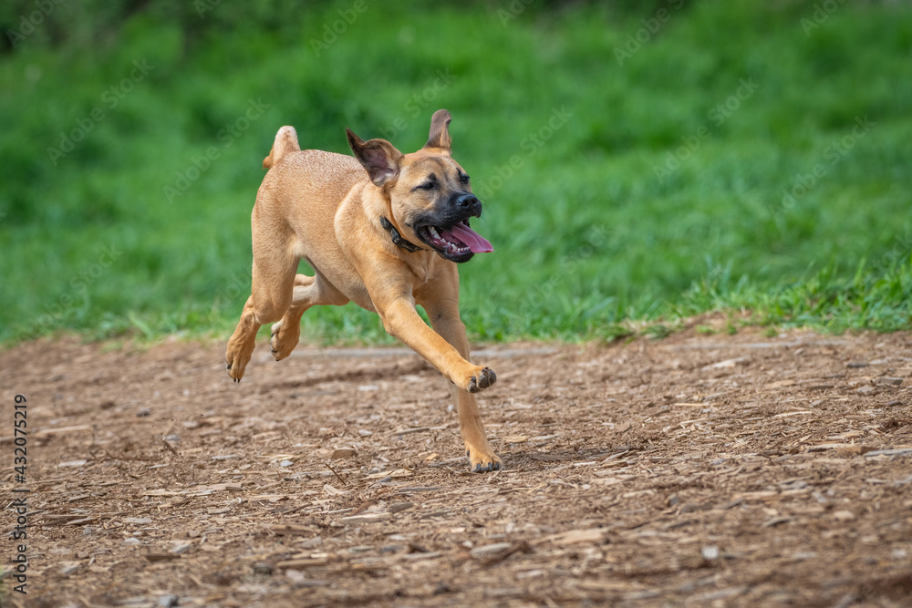 2021-05-05 A SMALL MIX BREED PUPPY RUNNING ON A WOOD CHIP PATH 2021-05-05 A SMALL MIX BREED PUPPY RUNNING ON A WOOD CHIP PATH
