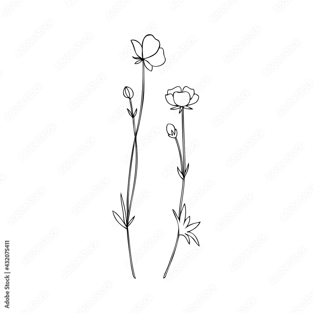 Buttercup flower or Crowfoot twig set vector illustration isolated on white background, ink sketch, decorative herbal doodle, line art for design medicine, wedding invitation, greeting card, cosmetic Buttercup flower or Crowfoot twig set vector illustration isolated on white background, ink sketch, decorative herbal doodle, line art for design medicine, wedding invitation, greeting card, cosmetic