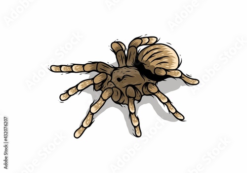 Line art drawing illustration of tarantula