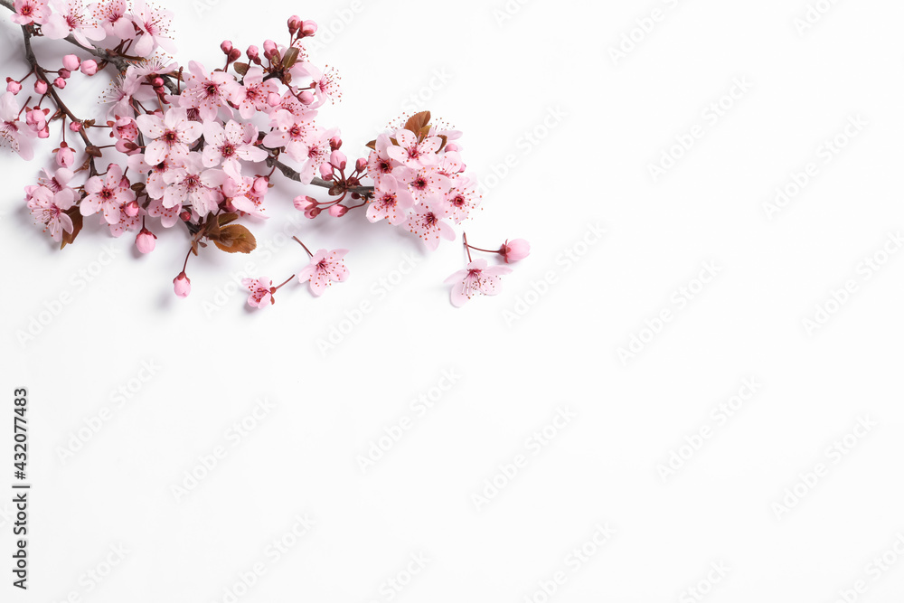 Blossoming spring tree branch on white background, top view. Space for text Blossoming spring tree branch on white background, top view. Space for text