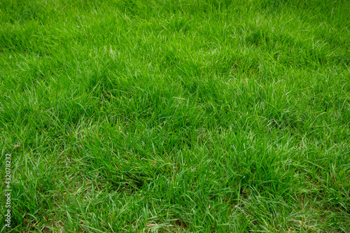 Texture of Green Grass Floor Background.