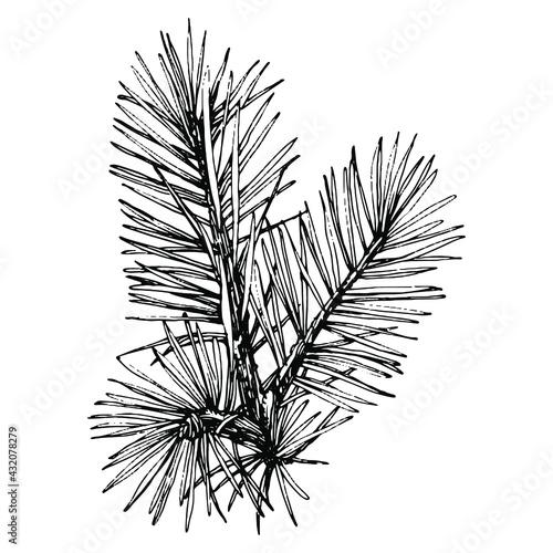 Forest Autumn and Winter nature. Spruce branches, acorns, pine cones, fall leaves. Isolated illustration element. Vector hand drawing wild flower for background, texture, frame or border.