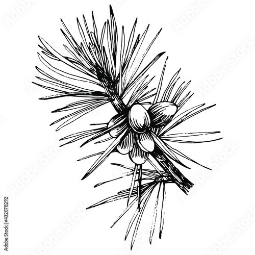 Forest Autumn and Winter nature. Spruce branches, acorns, pine cones, fall leaves. Isolated illustration element. Vector hand drawing wild flower for background, texture, frame or border.