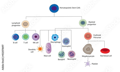 Hematopoietic Stem Cell [differentiation]