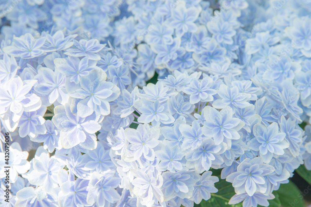 満開のあじさい(万華鏡) 満開のあじさい(万華鏡)