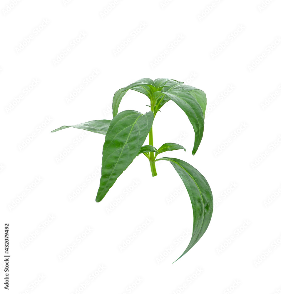 Fototapeta premium Andrographis paniculata isolated on white background