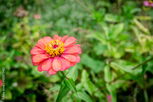 flower in the garden