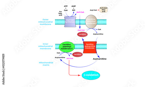 Transport of long- chain fatty acids 