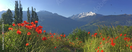 red poppies flowers blooming in a meadow with snowy peak mountain