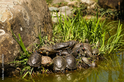 Many different sized turtles in various sunbathing positions on a brown rock in a swamp pond and green plants in the background. © Evgeniya Sheydt