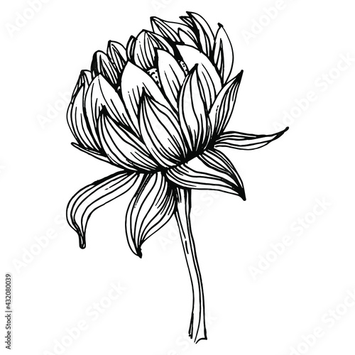 Chrysanthemum by hand drawing. Floral tattoo highly detailed in line art style. Flower tattoo concept. Black and white clip art isolated on white background. Antique vintage engraving illustration.