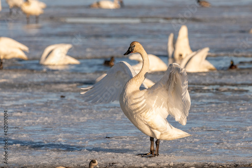 Arctic swan flapping wings, moving in open, outdoor natural area of Canada during migration stopover. Taken in Marsh Lake, Yukon on a sunny afternoon. 