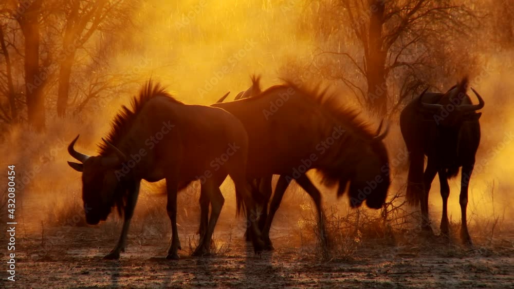 Beautiful wide shot of four Blue Wildebeests chasing each other in the dusty golden morning sun, Kalahari. Beautiful wide shot of four Blue Wildebeests chasing each other in the dusty golden morning sun, Kalahari.