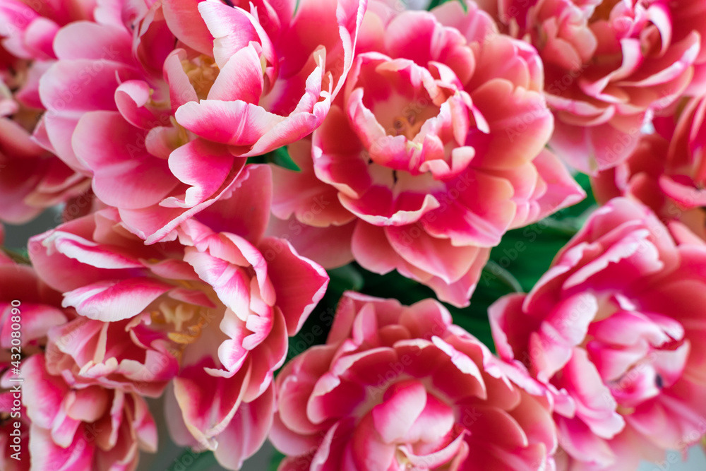 bouquet of gently pink tulips close up