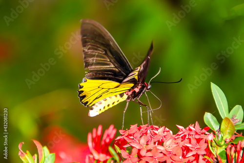The butterfly is looking for its food.