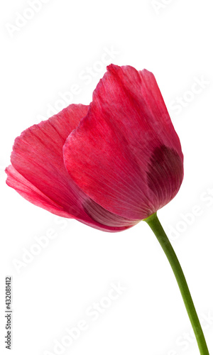 Poppy isolated flower on white background
