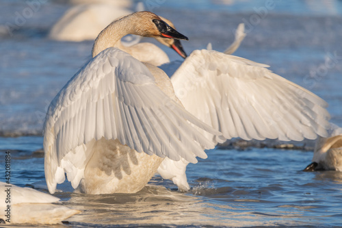 Arctic swan flapping wings, moving in open, outdoor natural area of Canada during migration stopover. Taken in Marsh Lake, Yukon on a sunny afternoon. 