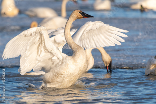 Fototapeta Naklejka Na Ścianę i Meble -  Arctic swan flapping wings, moving in open, outdoor natural area of Canada during migration stopover. Taken in Marsh Lake, Yukon on a sunny afternoon. 