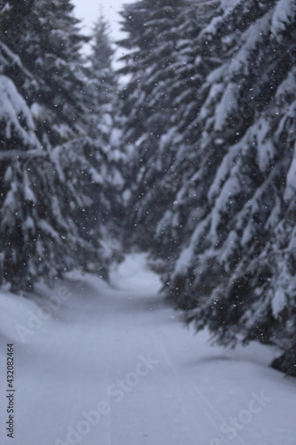 Beautiful winter landscape with snow covered trees in Czech Republic