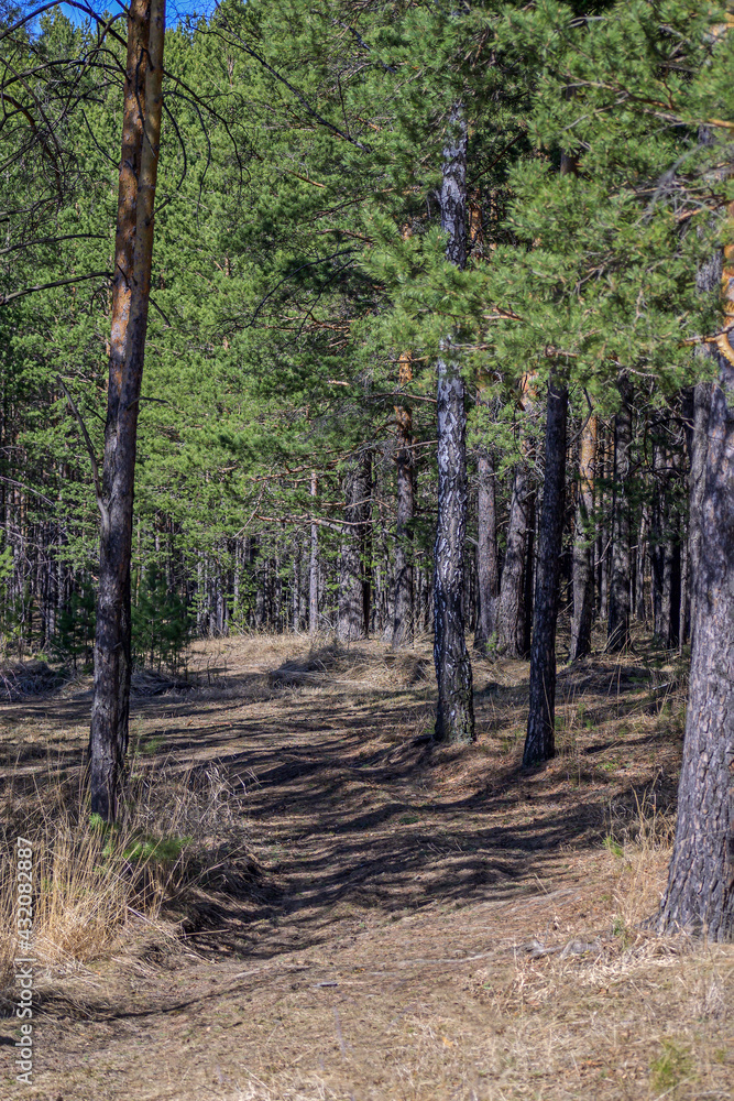 Dirt road in a pine forest on a sunny spring day Dirt road in a pine forest on a sunny spring day