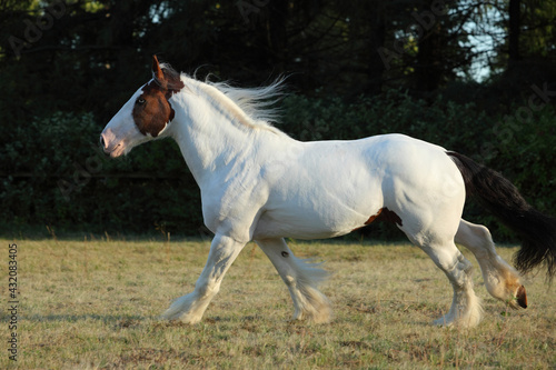 American Paint Horse stallion galloping in paddock at dusk © horsemen