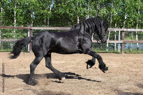 Friesian Horse. Black stallion galloping on a ranch paddock