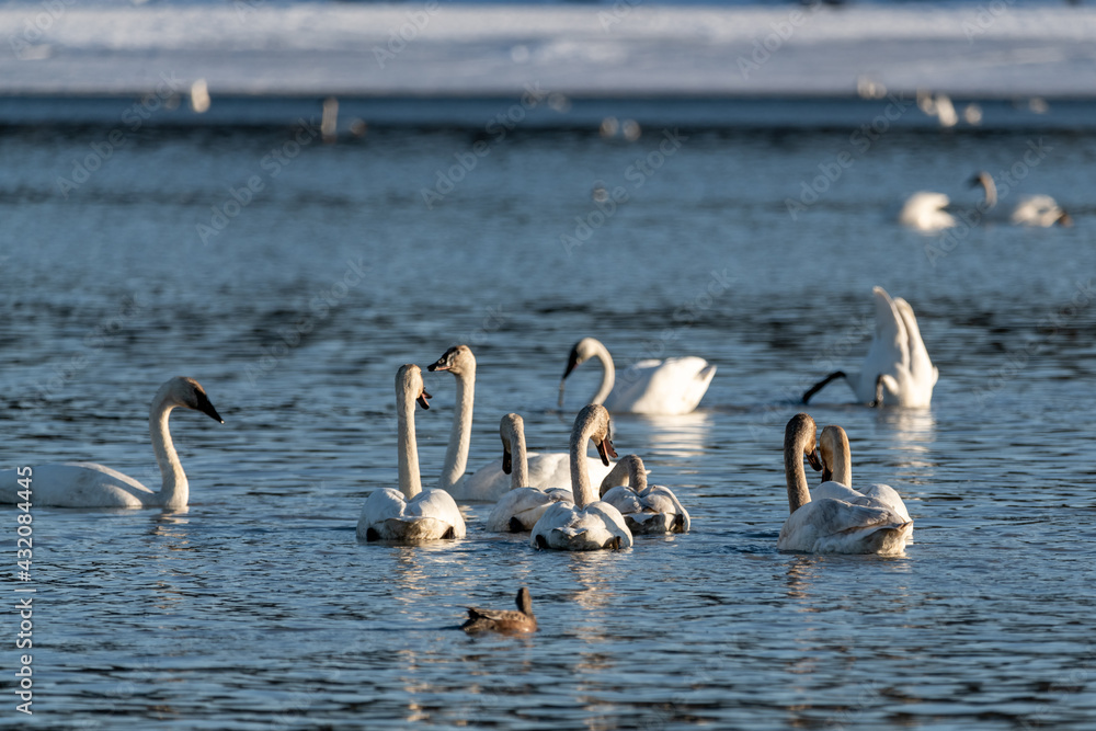 Flock of elegant swans swimming in open blue pristine water in northern Canada, during migration north for the summer.  Black beak, long neck in wild, natural environment . 