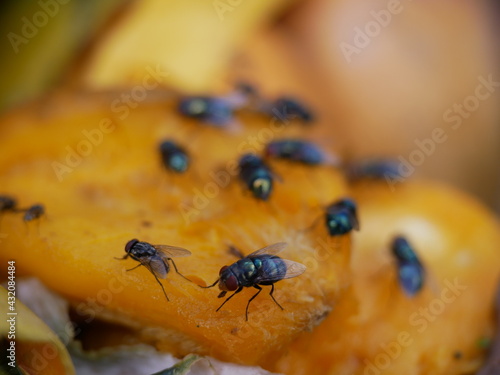 Many flies are feeding on spoiled food.